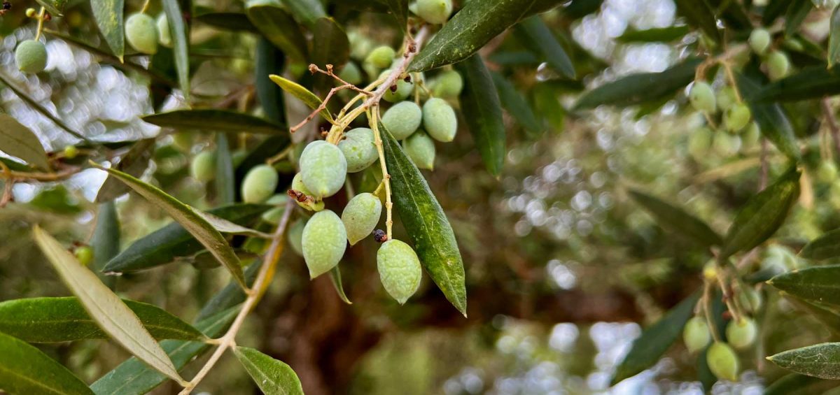 Olivenernte auf Zakynthos